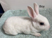 Ready to leave-Pure bred mini Rex