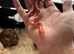 Baby cornsnake