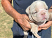 Stunning Rare silver/ lilac Bulldog Puppies