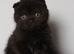 Gorgeous pedigree kittens