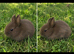 Chocolate Netherland Dwarf Doe