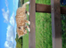 Ginger boy and tortoishell girl kittens