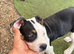 5 Mastiff cross ridgeback