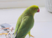 Stunning young Indian ringnick parrot