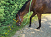 16.1hh bay tb for sale