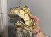 Pastel lesser BP