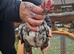 Young trio of mottled ko shamo chickens