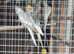 Proven Adult Breeding pair cockateils