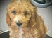 READY TODAY!!!! Gorgeous litter of 11 mini Goldendoodles