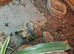 Male Herman's tortoise
