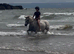 12.2H (aprx) - 16Yo - Grey - Mare - Ride & Drive