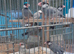 Java Finches