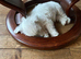 Wilma