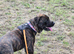 18mth old mastiff / rottweiler