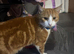 2 cats boy and girl for rehoming.