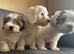 Malshi puppies