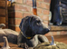 KC REGISTERED WEIMARANER PUPPIES AVAILABLE