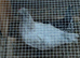 Mixed opal legbar cockerel