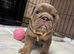 Last of the litter, NEBBR registered