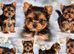 TINY YORKIE BOY