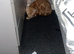 Ginger kitten for sale