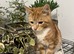 Cats for sale