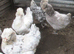 In Lay Araucana pullets, Blue/Splash, Blue/green eggs.