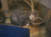 Blue tortoiseshell female kitten