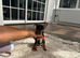 Jack Russel puppy girl Lola