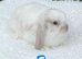 Pure bred mini lops baby rabbits .