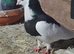 Young pair of felegazas