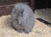 Lop bunnies