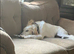 4 year old Saluki storm