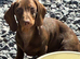 Miniature Dachshund Puppies