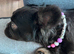 French bulldog fluffy