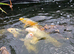 Koi carp
