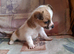 Gorgeous jack x chihuahua