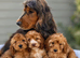 Cockapoo