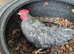 *FREE* Splash & Cuckoo Maran cockerels