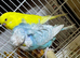 Helicopter budgies