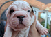 French bulldog big ropes