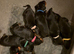 STANDARD PUPPIES CHAMPION FATHER