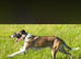 Collie x whippet stud
