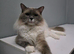 Blue point mitted male Ragdoll