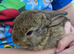 Mini lop cross rabbits