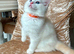 Beautiful ragdoll kitten