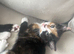 Adorable well socialized kittens