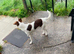 Wonderful Collie x female