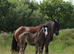 Black Pearl Colt Foal