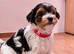 Gorgeous Tiny Biewer Yorkshire Terrier Puppies